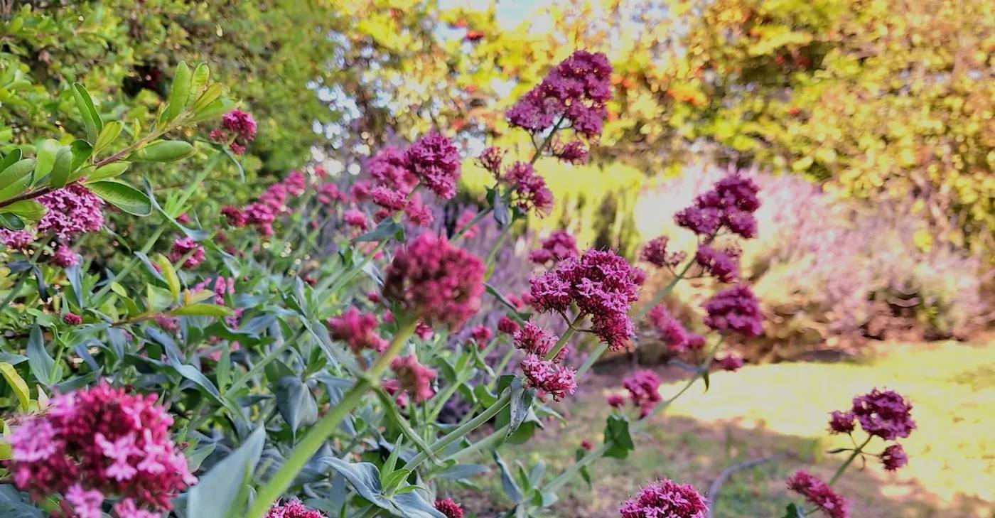 Jardín diseñado por Acacia Paisajismo